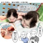 【生まれたての子猫を拾った話】