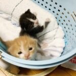 【保護猫たちの成長っぷり】